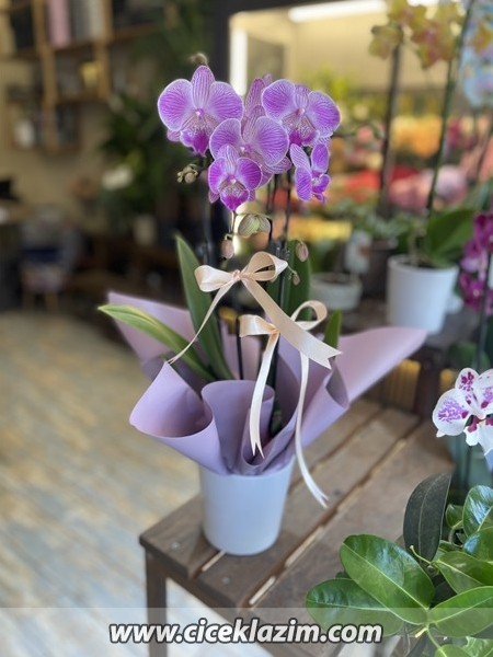 Phalaenopsis Sogo Vivien