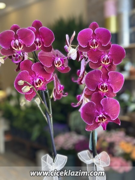 Phalaenopsis Stellenbosch