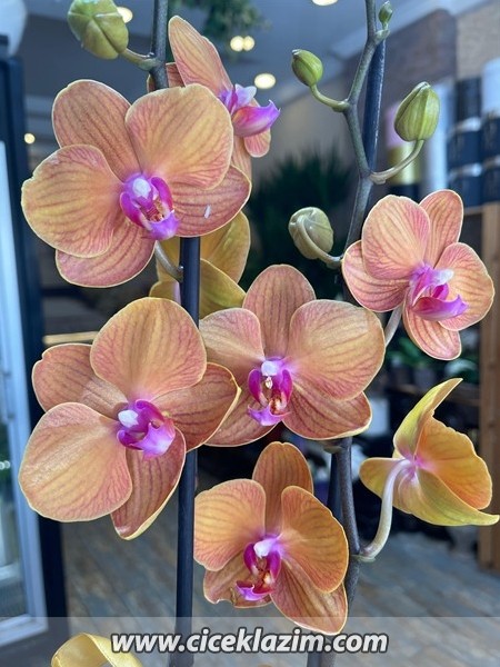 Phalaenopsis Surf Song