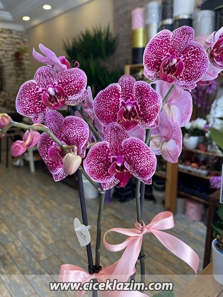 Phalaenopsis Wild Cat