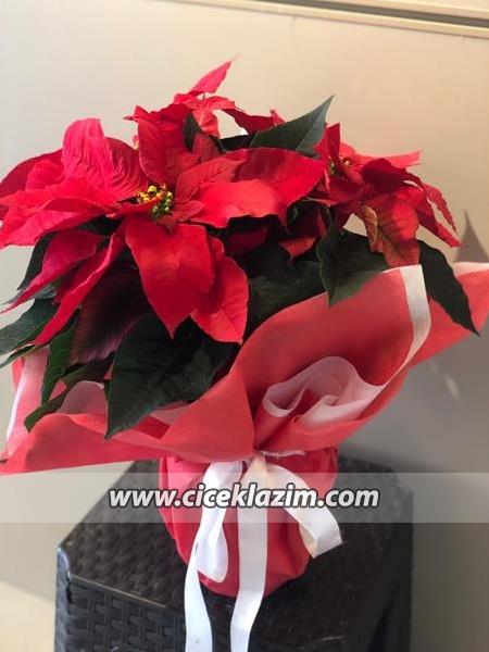 POINSETTIA ATATÜRK ÇİÇEĞİ