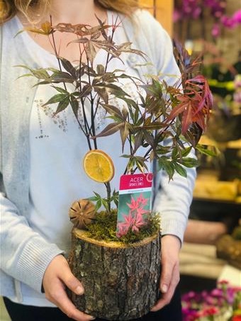 Çınar Ağacı Bonsai