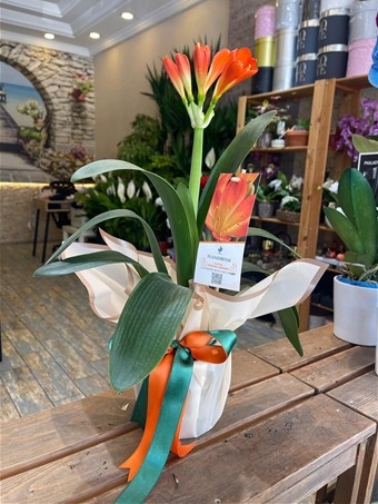 Clivia