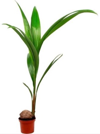 Coconut Palmiyesi