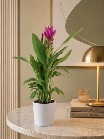 Curcuma