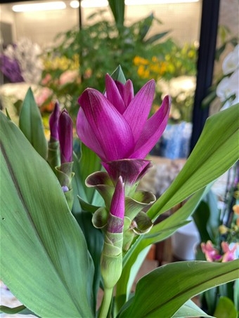 Curcuma