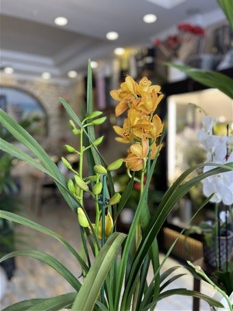 Cymbidium Orkide
