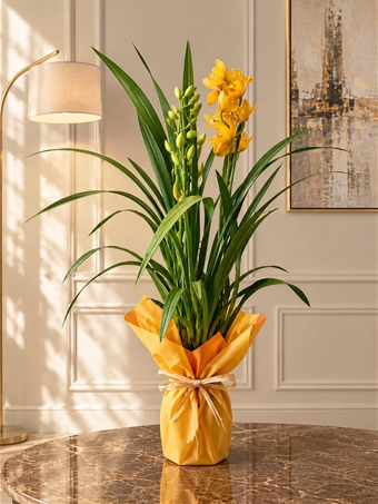 Cymbidium Orkide