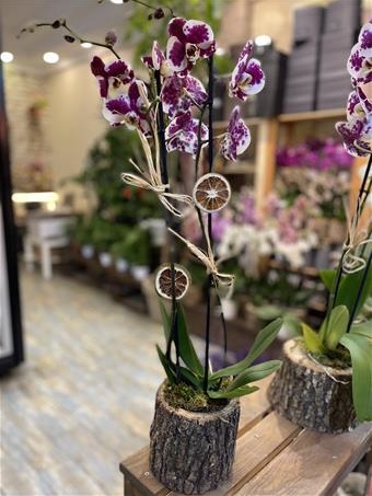 Dalmaçyalı orkide