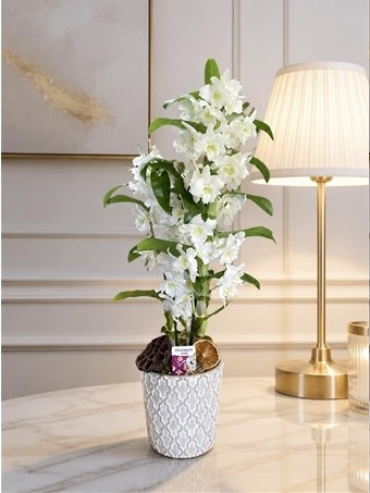 Dendrobium Orkide