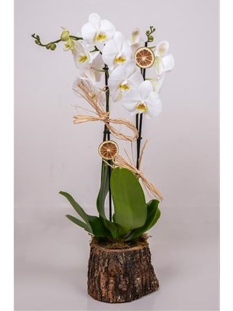 Doğal Kütükte 2'li Orkide Beyaz