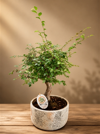 Ficus Microcarpa Bonsai
