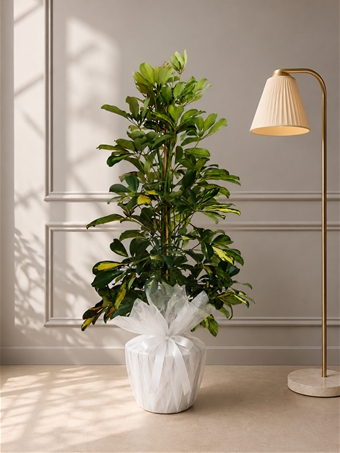 İkili Sefflera