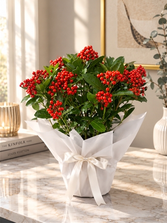 Japon Skimmia (Kokina Ağacı)