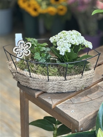 Kalanchoe ve Hedere