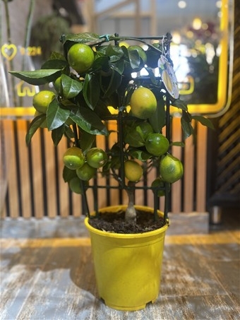 Lisa Minyatür Limon Ağacı