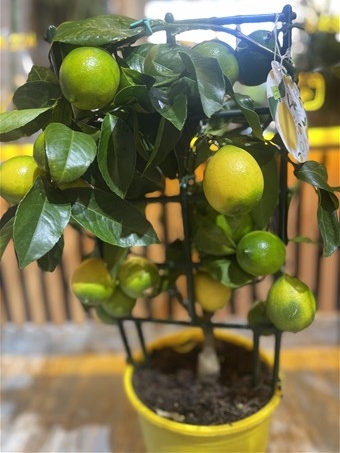 Lisa Minyatür Limon Ağacı