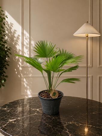 Livistona Palmiyesi