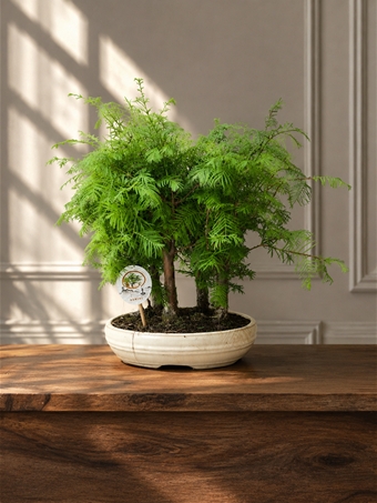 Metasequoia Bonsai
