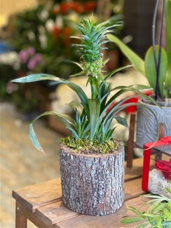 Mini Ananas