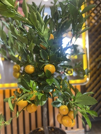 Minyatür Mandalina Ağacı