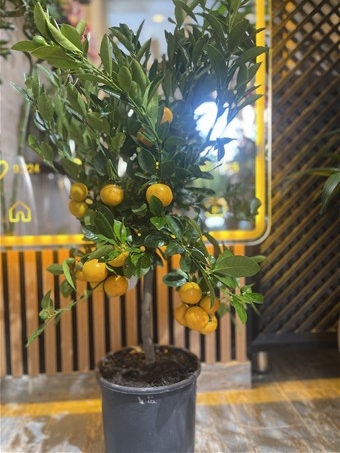 Minyatür Mandalina Ağacı