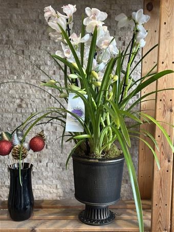 Orchidiva Cymbidium Orkide