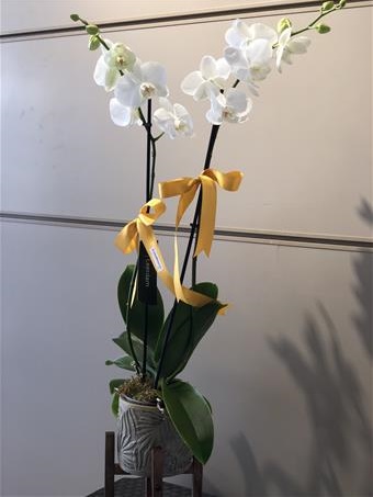 Özel Ayaklı Seramikte Orkide