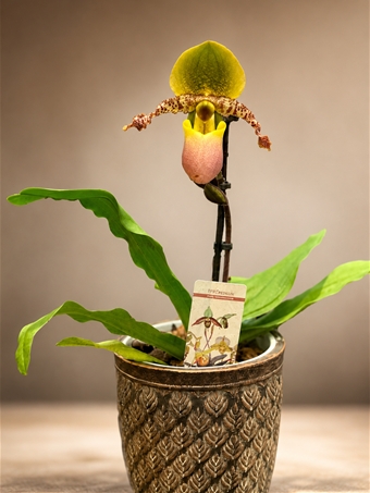 Paphiopedilum (Maymun Orkide)
