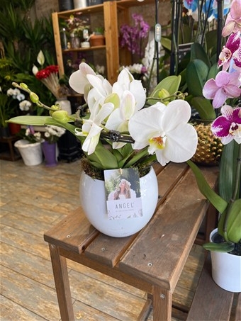 Phalaenopsis Amabilis Angel