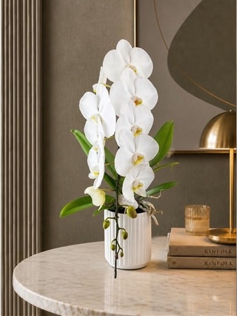 Phalaenopsis Amabilis FormiDablo