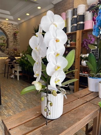 Phalaenopsis Amabilis FormiDablo
