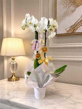 Phalaenopsis Amabilis
