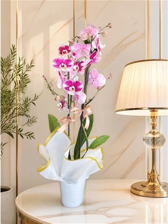 Phalaenopsis Anthura Barcelona