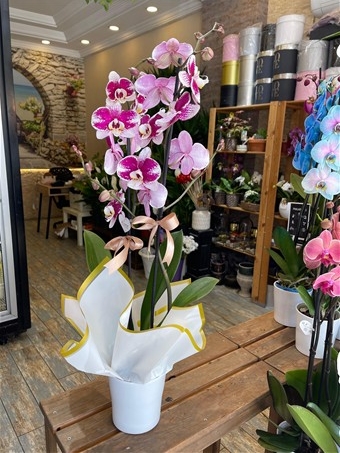 Phalaenopsis Anthura Barcelona