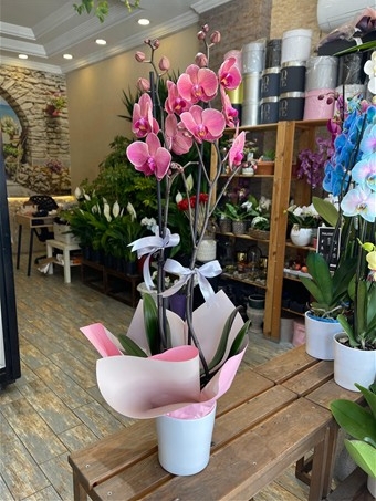 Phalaenopsis Anthura Narbonne 