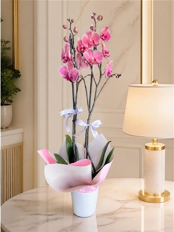 Phalaenopsis Anthura Narbonne 