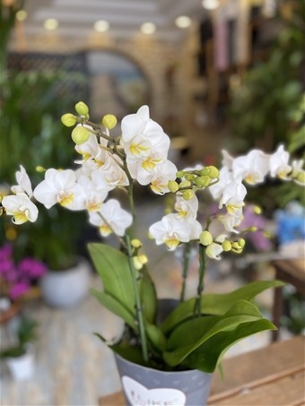 Phalaenopsis Duetto