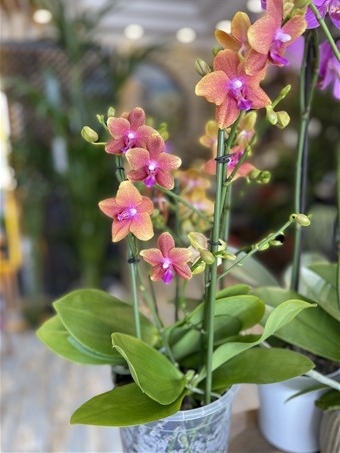 Phalaenopsis Duetto