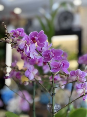 Phalaenopsis Duetto