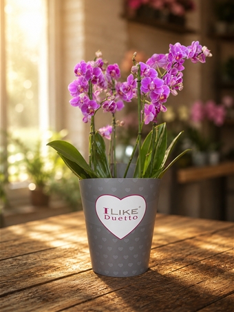 Phalaenopsis Duetto