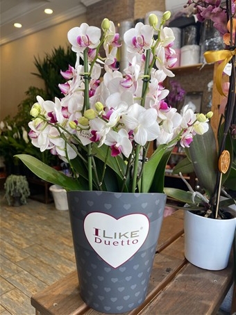 Phalaenopsis Duetto