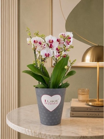 Phalaenopsis Duetto