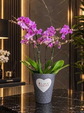 Phalaenopsis Duetto