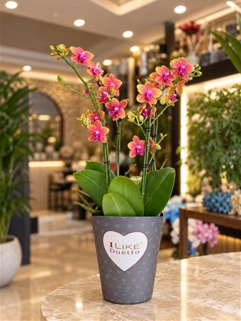Phalaenopsis Duetto