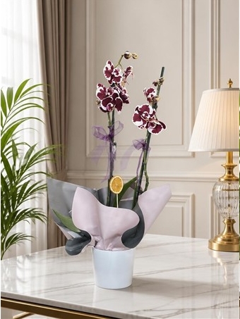 Phalaenopsis Harlequin