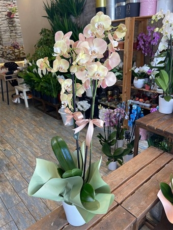 Phalaenopsis Jiuhbao Venus