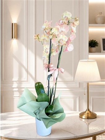 Phalaenopsis Jiuhbao Venus