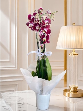 Phalaenopsis Scarlett Whisper