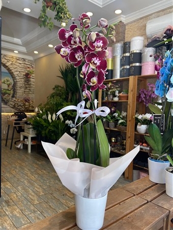Phalaenopsis Scarlett Whisper